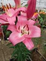 [4179 Brusago VH No02.JPG]